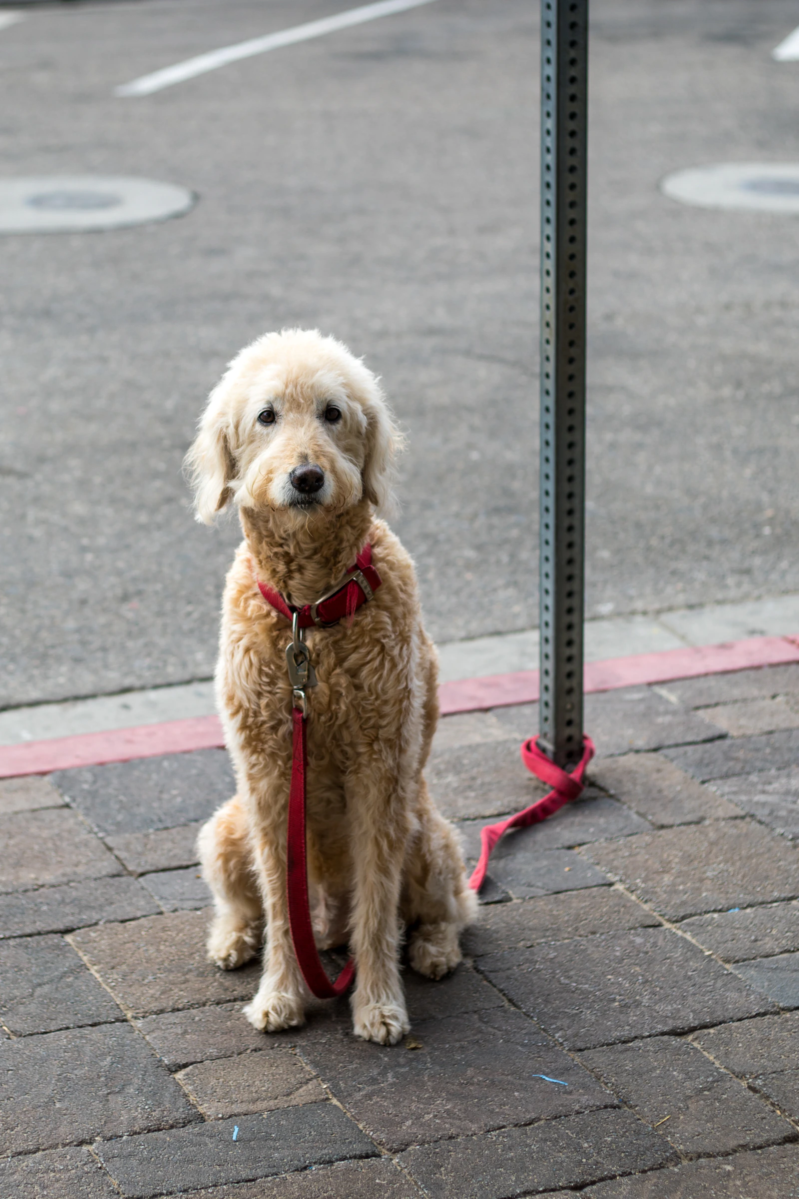 Adult fawn Standard Poodle portrait, photo by Jason Leung on Unsplash