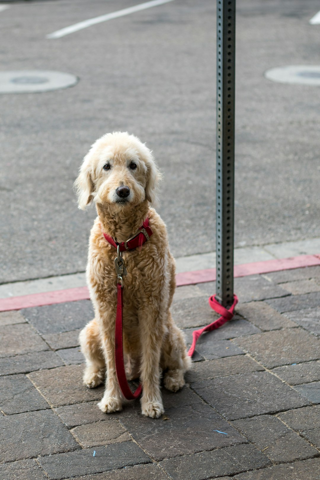 adult fawn standard poodle