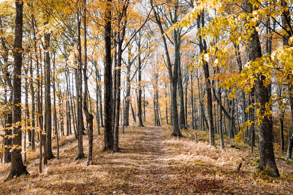 yellow-leafed trees