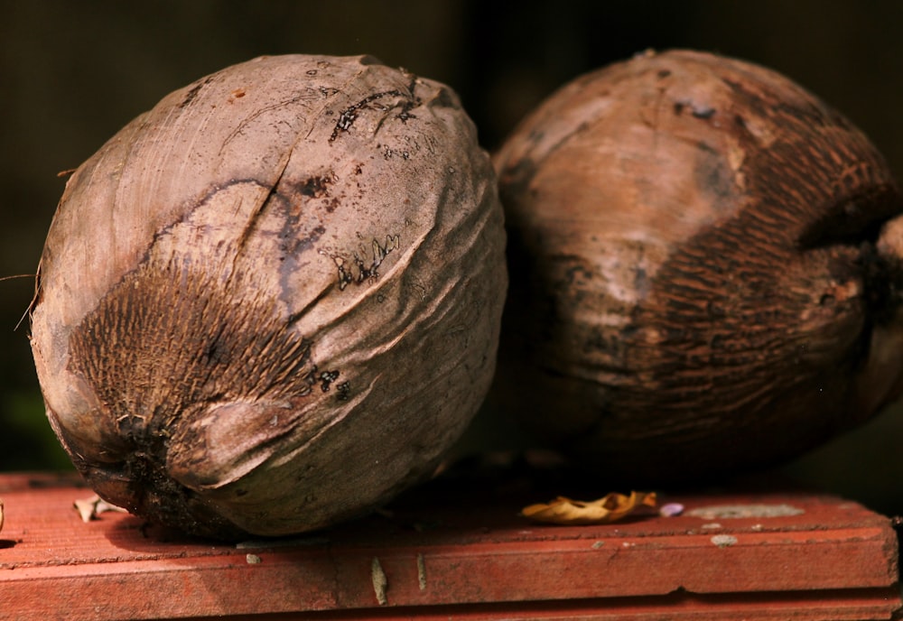 deux noix de coco fanées