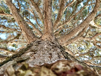 A close-up of a sturdy tree trunk with sprawling branches reaching outward against a soft sky background.