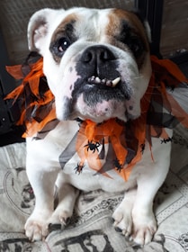 A bulldog is wearing an orange and black festive collar decorated with small spider motifs, sitting on a patterned surface.