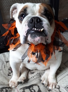 A bulldog is wearing an orange and black festive collar decorated with small spider motifs, sitting on a patterned surface.