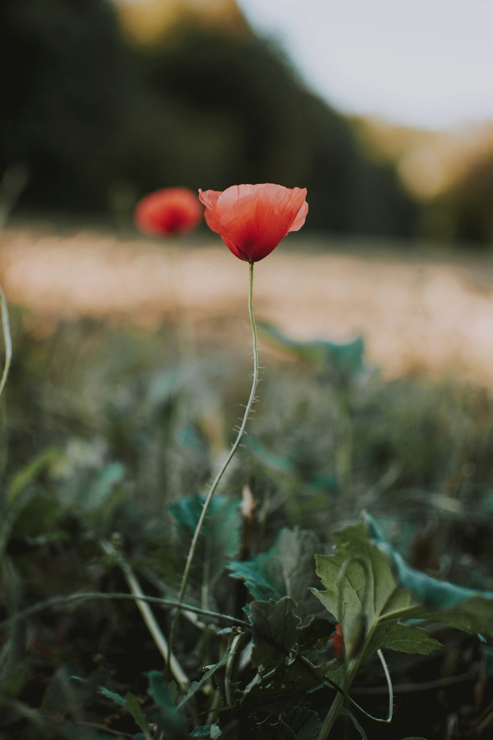 rote Mohnblüte