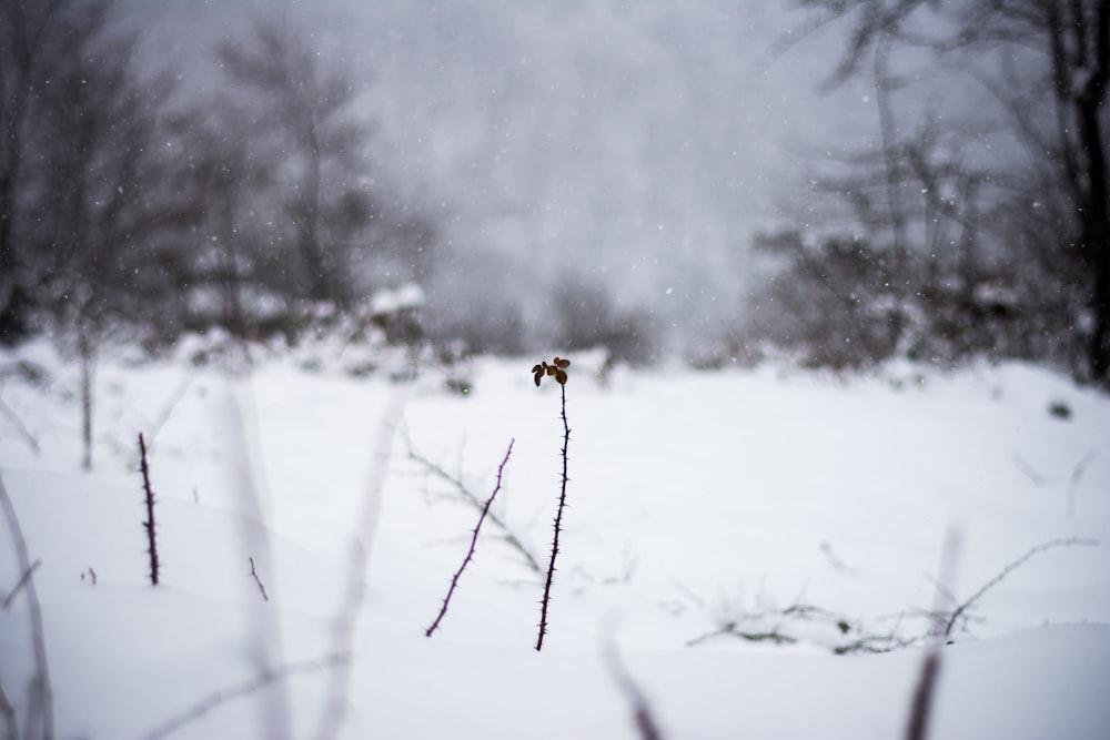 Fotografia a fuoco selettiva del campo innevato