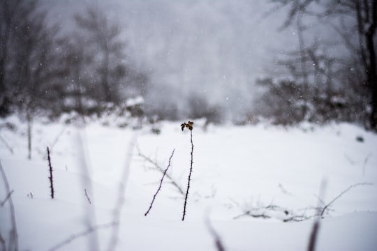 selective focus photography of snow covered field in Quba Azerbaijan