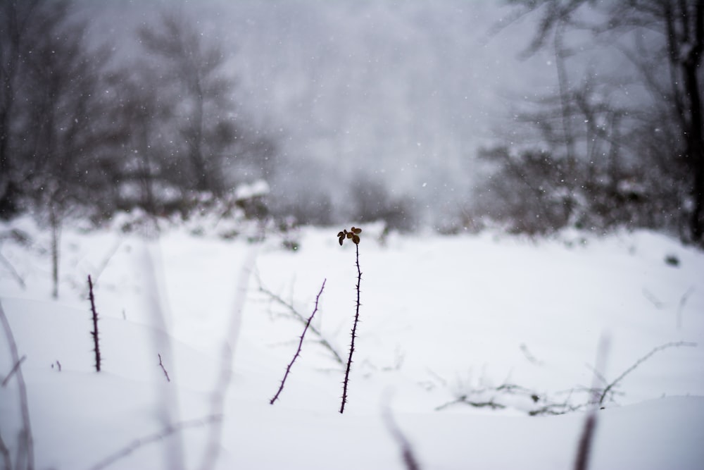 Selektive Fokusfotografie eines schneebedeckten Feldes
