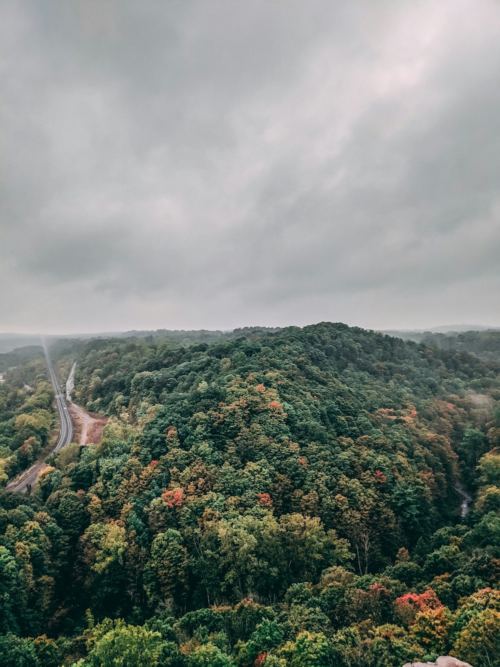 aerial photography of forest