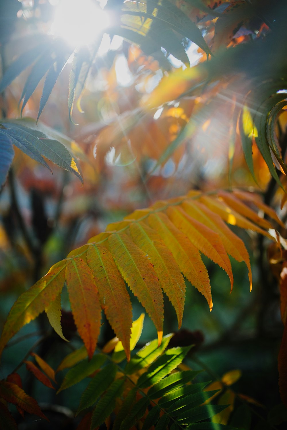 orange leaf plant