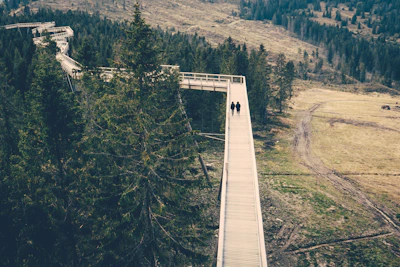 A winding elevated trail through the forest with guests observing colorful birds and wildlife.