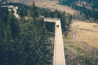A winding elevated trail through the forest with guests observing colorful birds and wildlife.