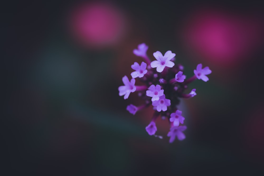 紫色の花びらの花