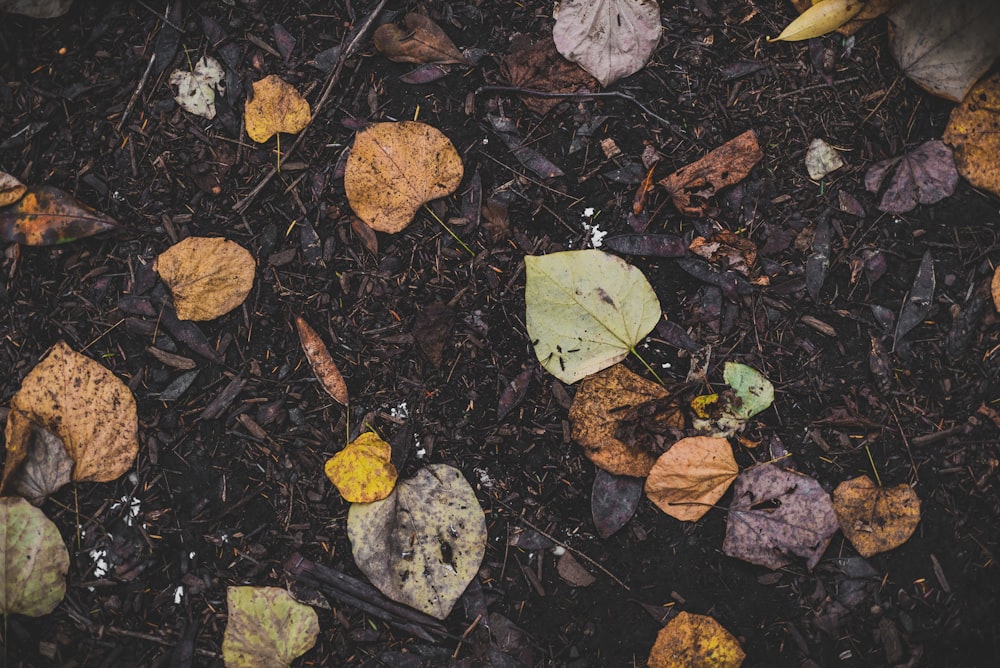 assorted leaves