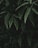 green ferns