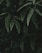 green ferns