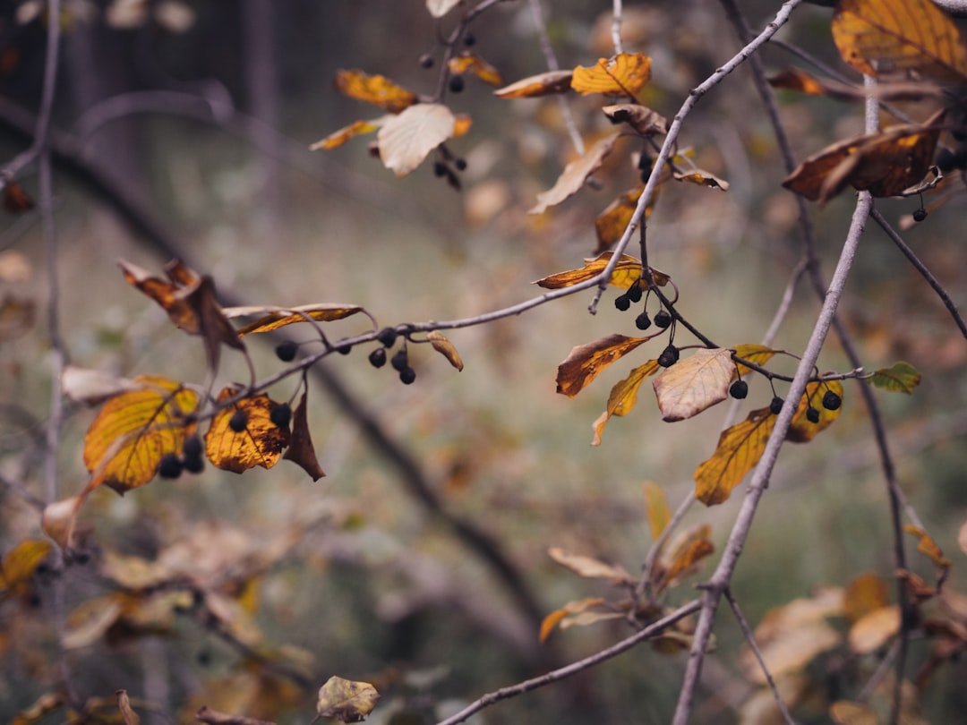 selective focus photo of yellow leaves and twigs
