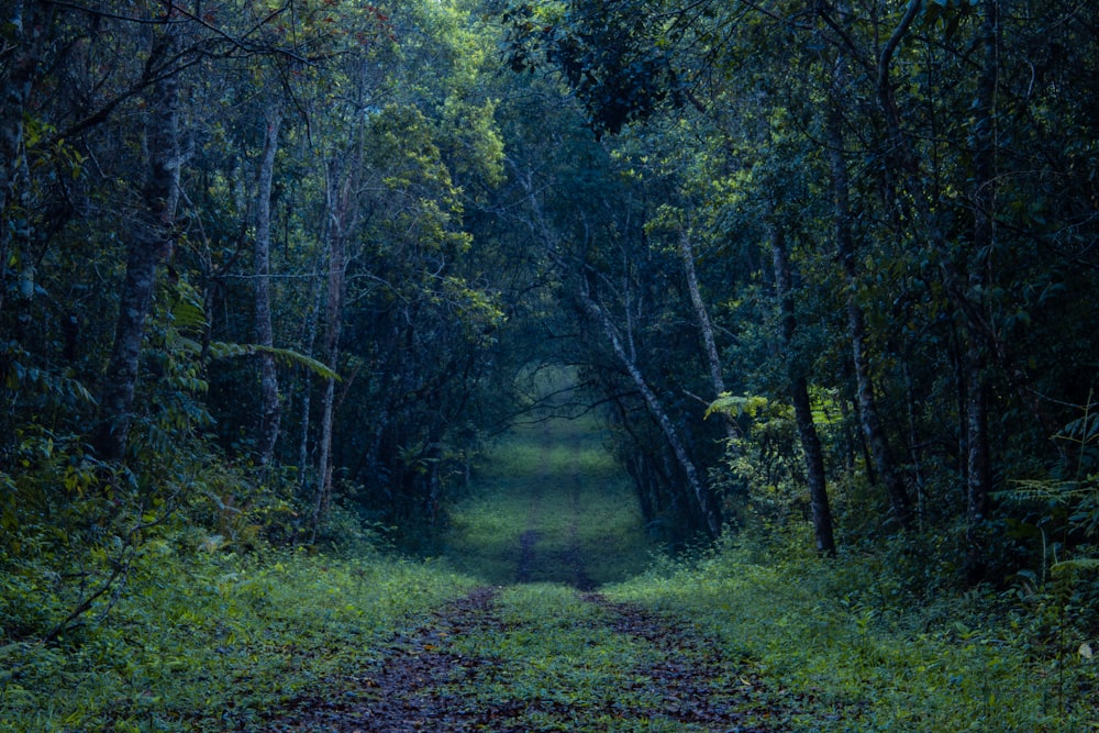 green trees and brown road during daytime