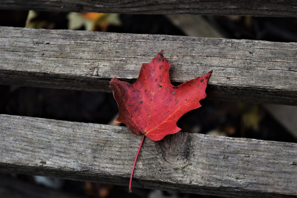 red maple tree