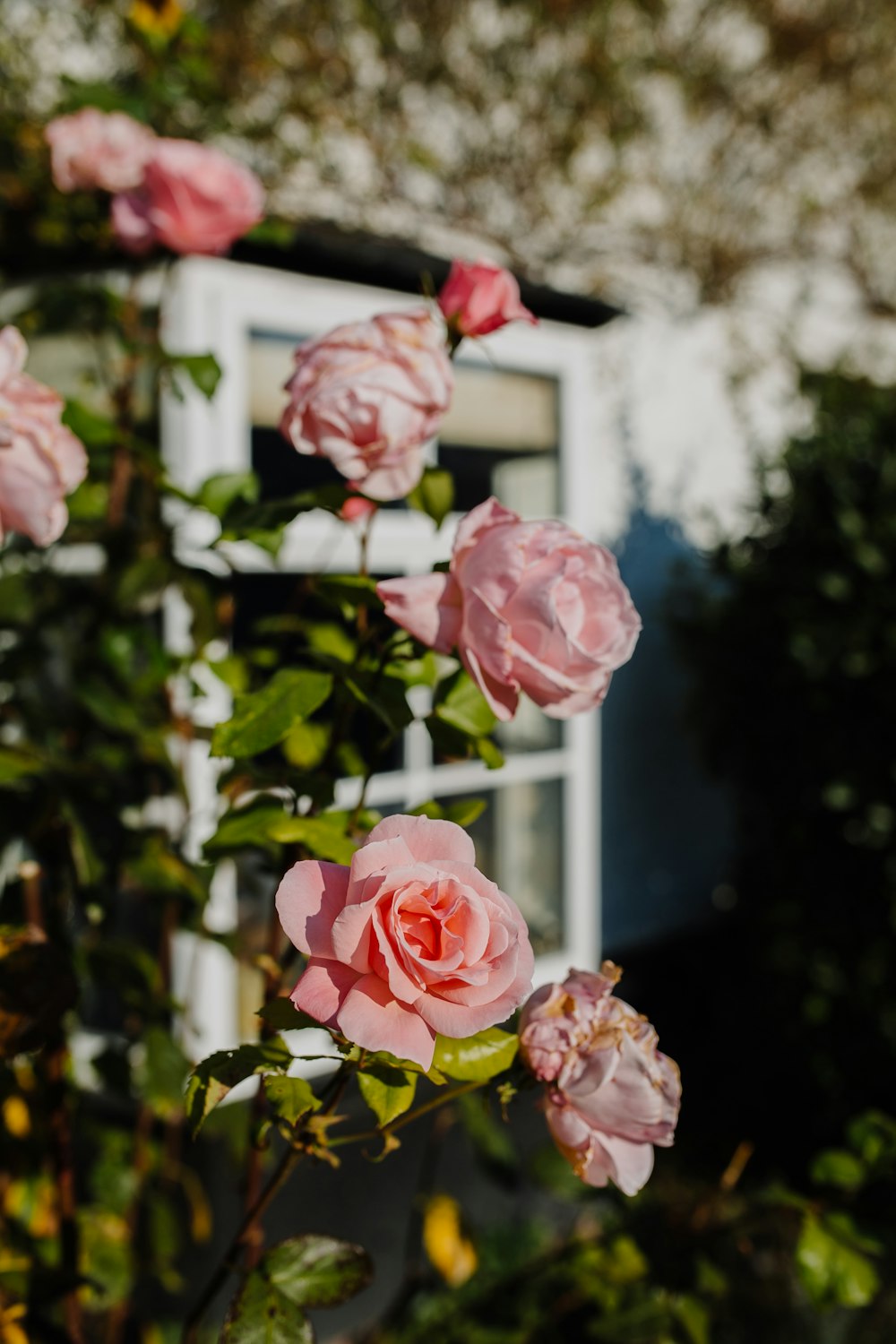 pink rose flower