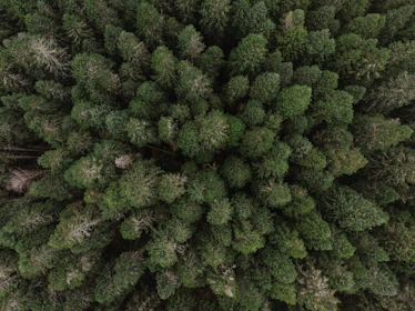 green leaf trees at daytime