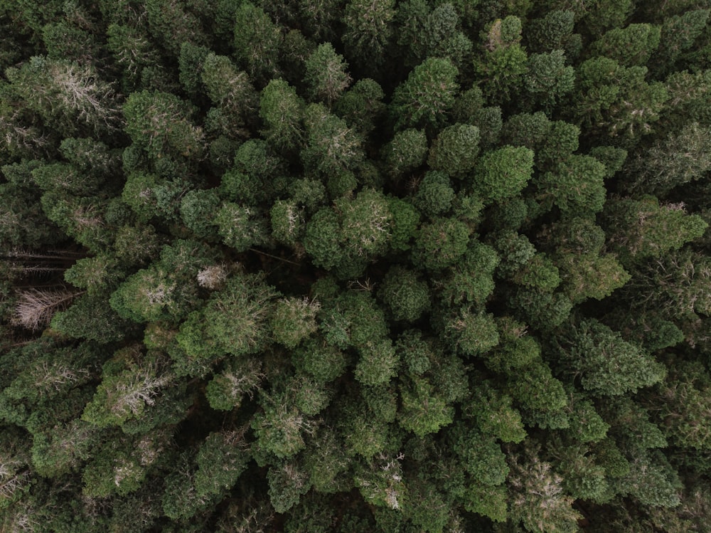 alberi a foglia verde durante il giorno