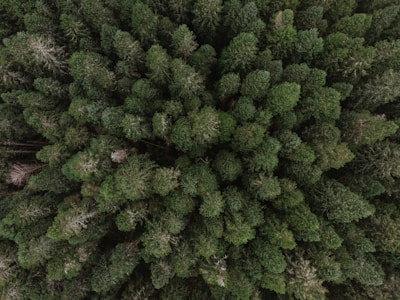 conifer forest seen from above