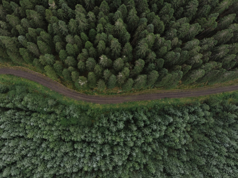 green pine trees during daytime