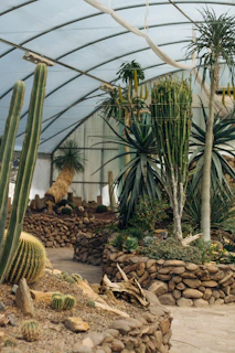 A greenhouse interior with various types of cacti and succulents on display. There are tall cactus plants alongside smaller succulents and desert plants arranged in circular stone planters. The space is covered by an arched, transparent roof allowing natural light to filter through. The ground is covered with sand and stones, enhancing the desert-like ambiance.