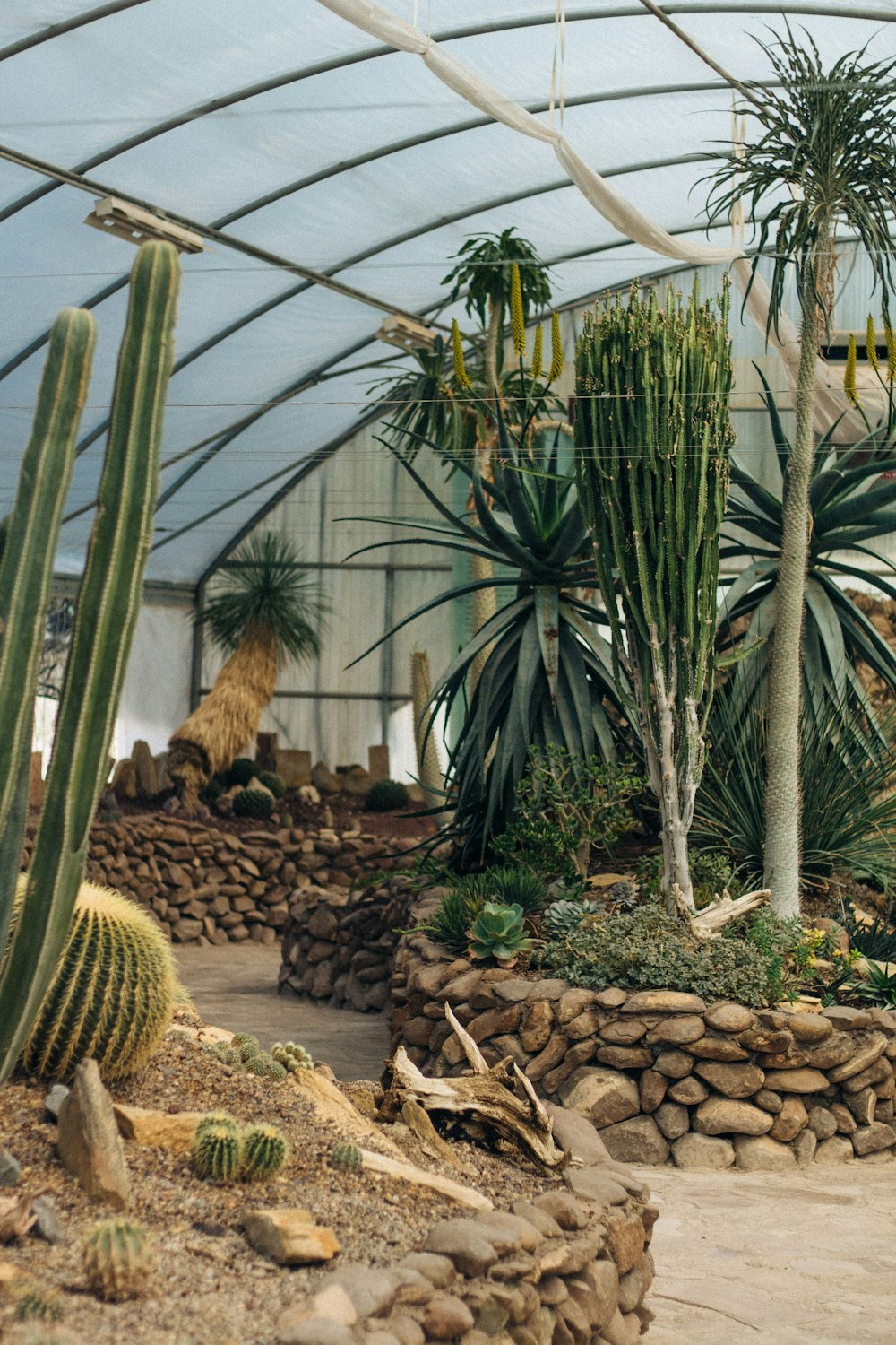 cactus plants