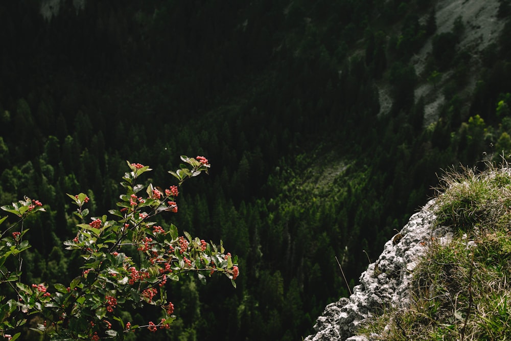 a view of a forest from a hill top