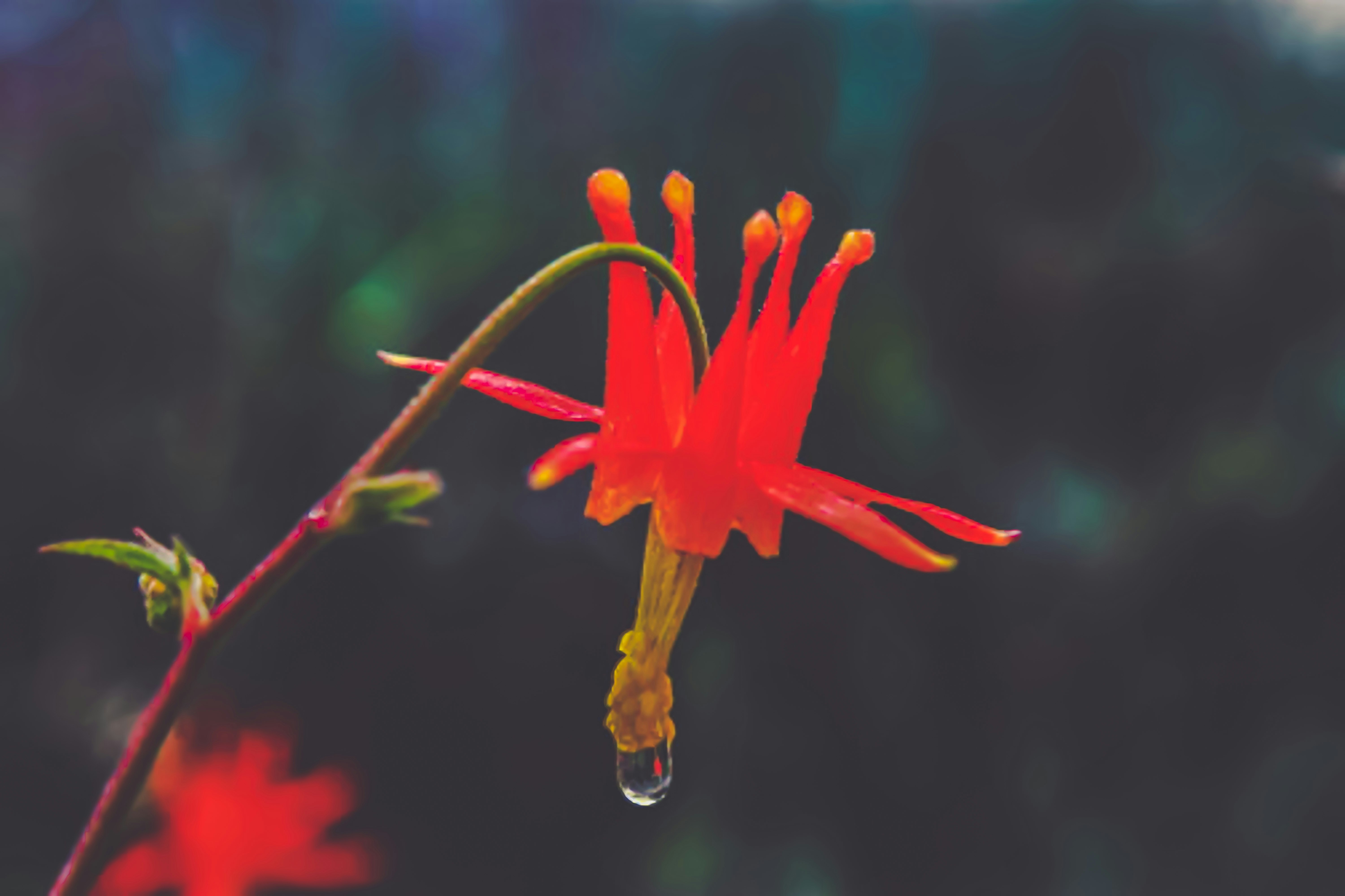 Цветок который всех знает. Королевская протея цветок. Цветок который всех знает. Необычные цветы. Хищное растение мухоловка.