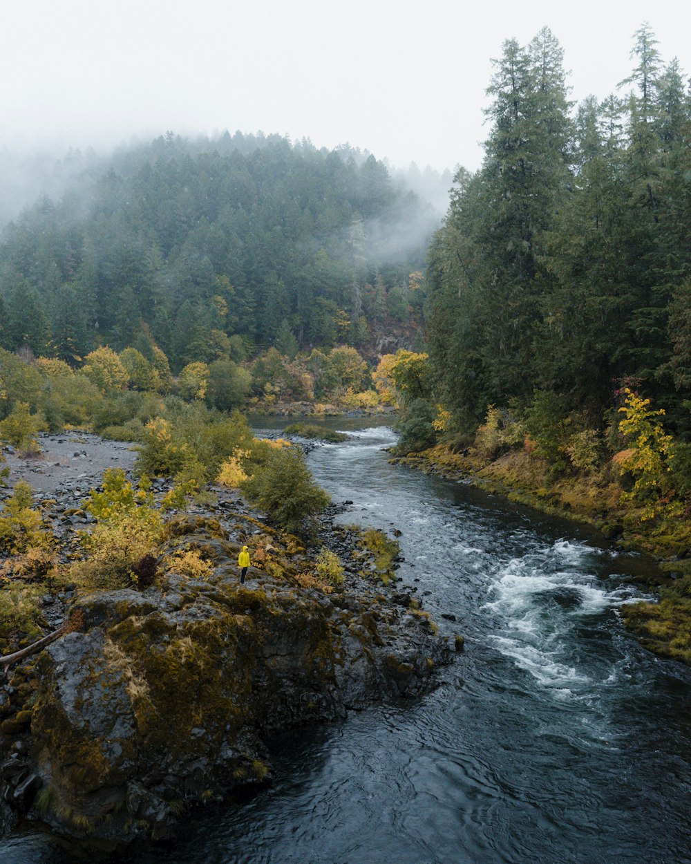 flowing lake surrounded with trees