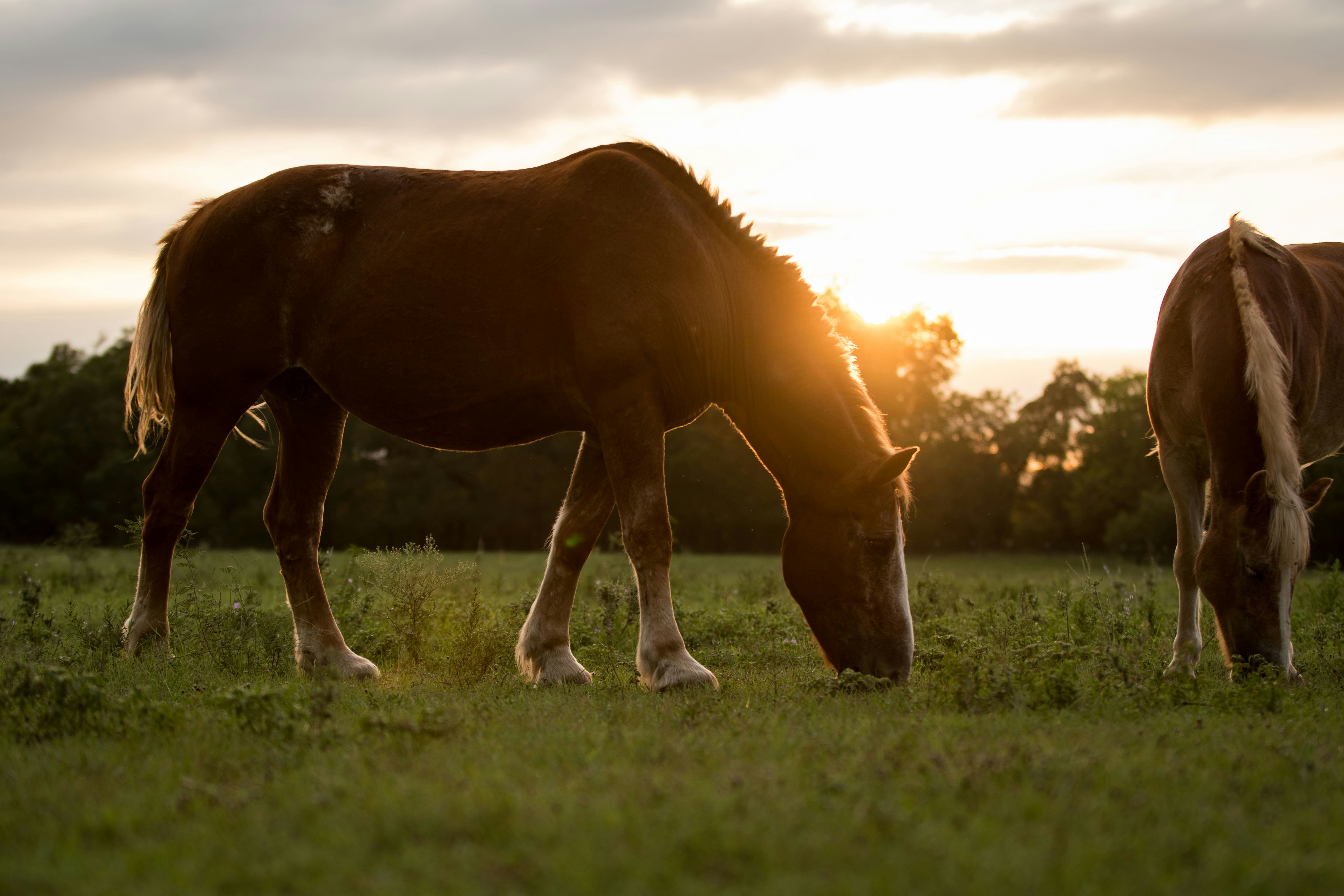 two brown horses eating grasses during golden hour
