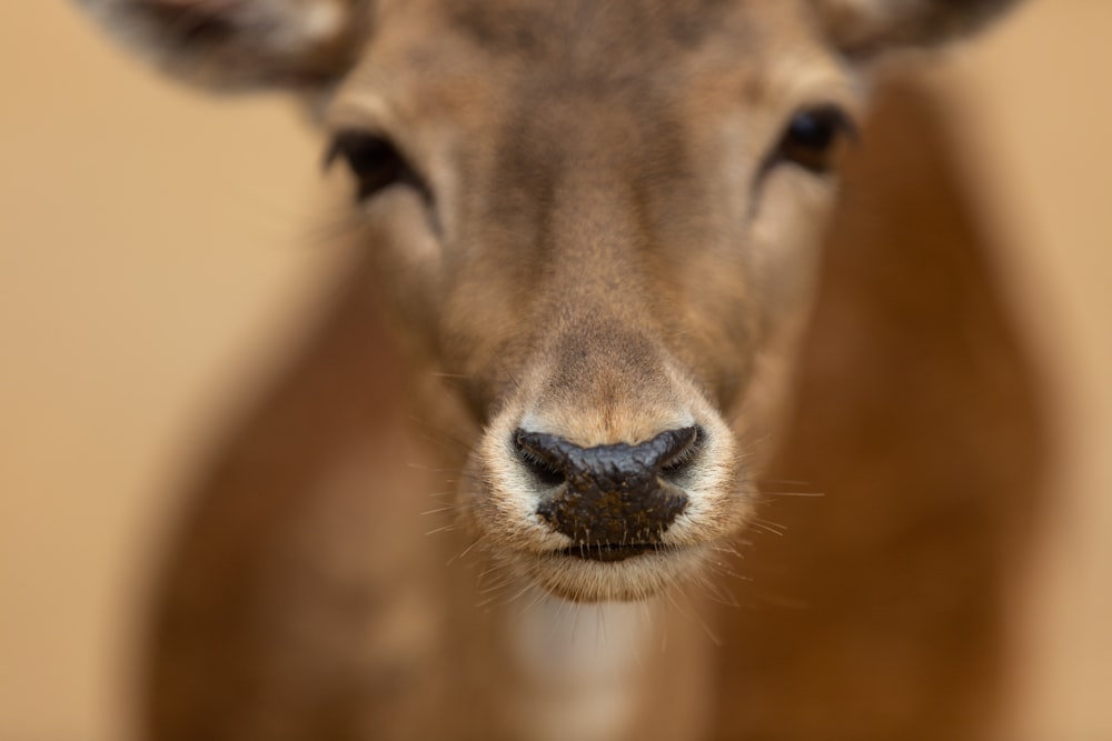 closeup photography of kangaroo
