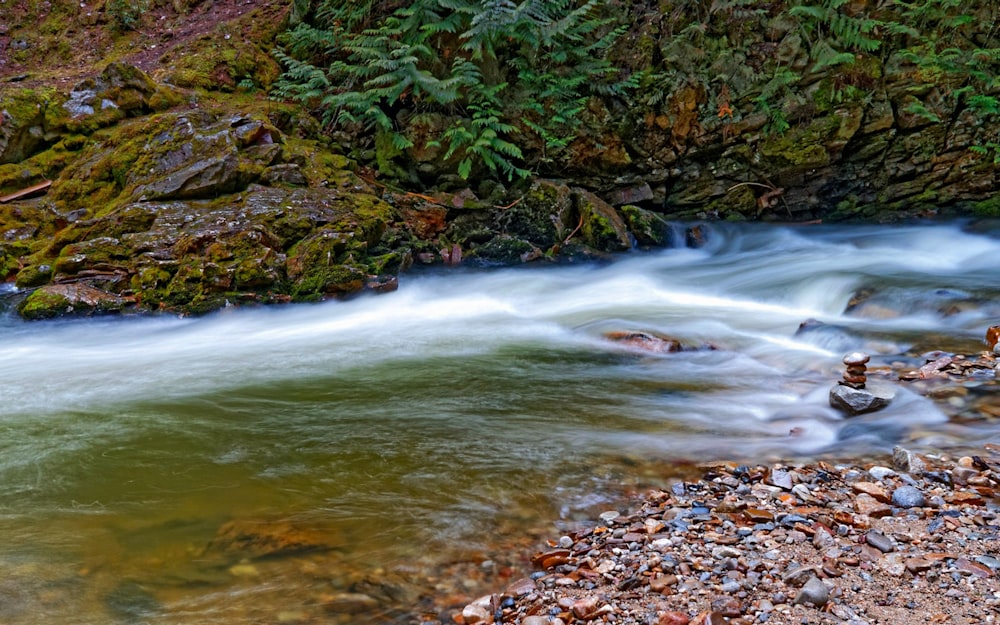 body of water near trees