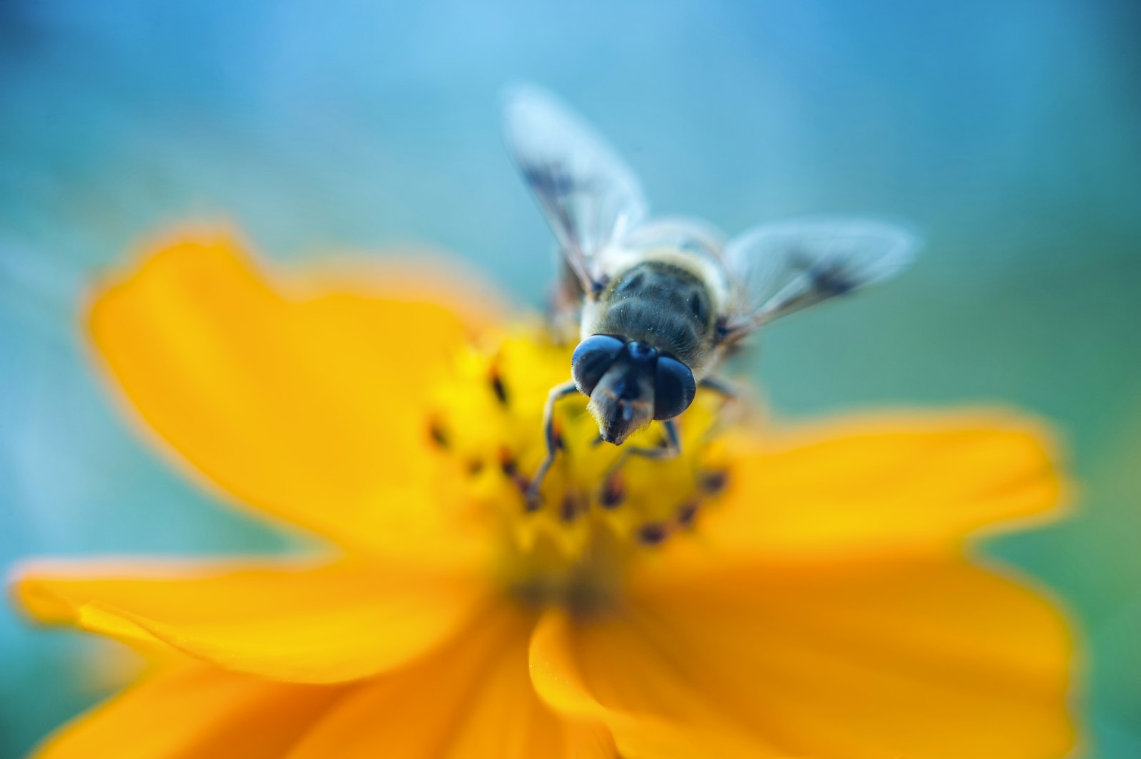 Nikon Df sample photo. Bee perched on flower photography