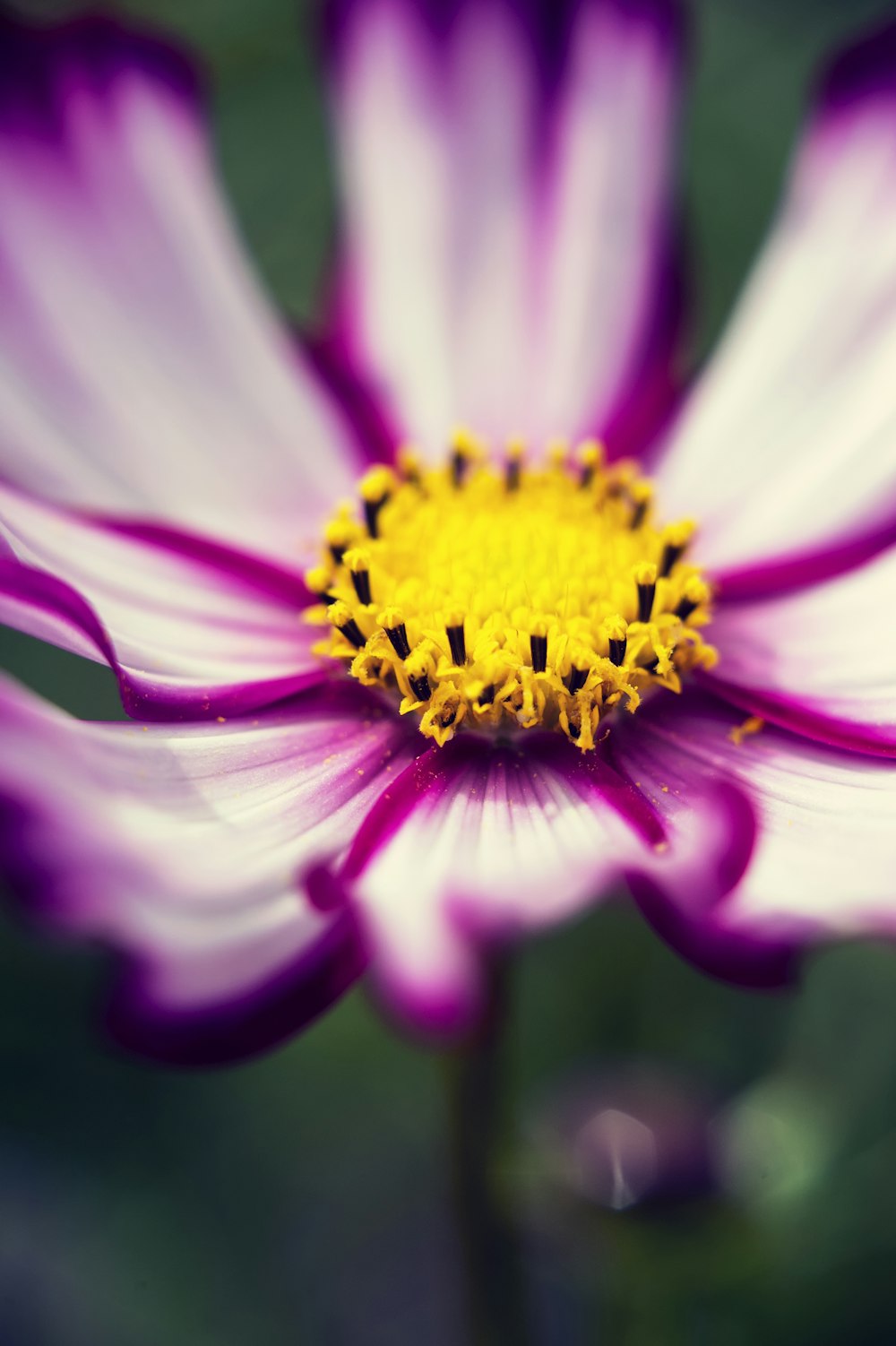 pink petaled flowers