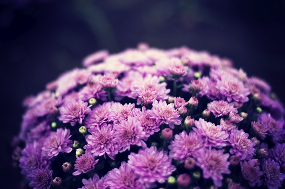 bouquet of purple flowers