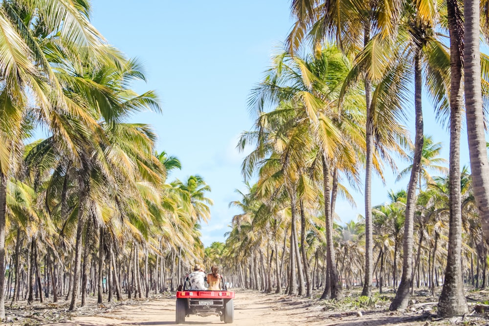 two person sitting ta back of vehicle viewing tall green coconut trees