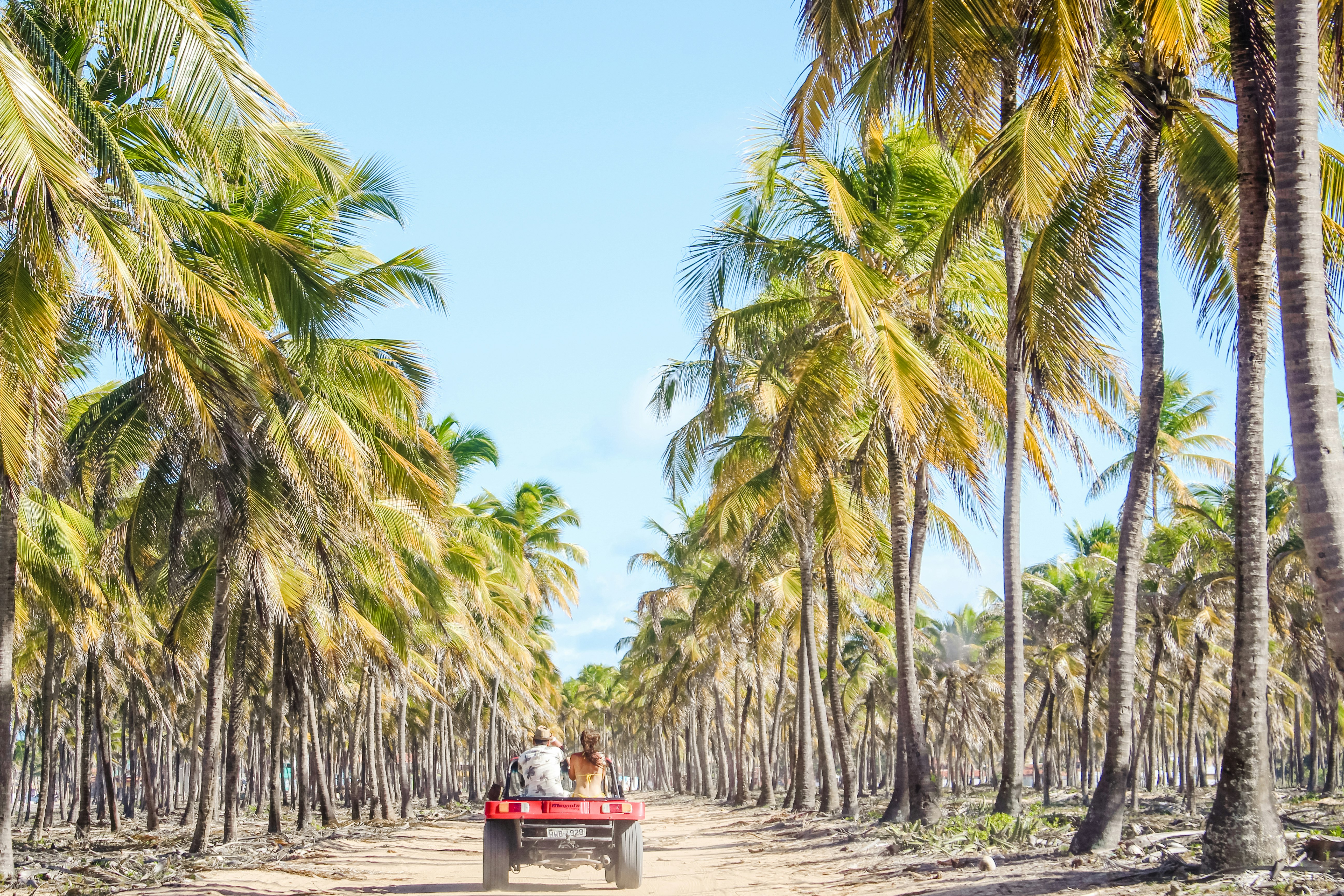 two person sitting ta back of vehicle viewing tall green coconut trees