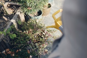 An outdoor garden scene featuring various pots and watering cans in use