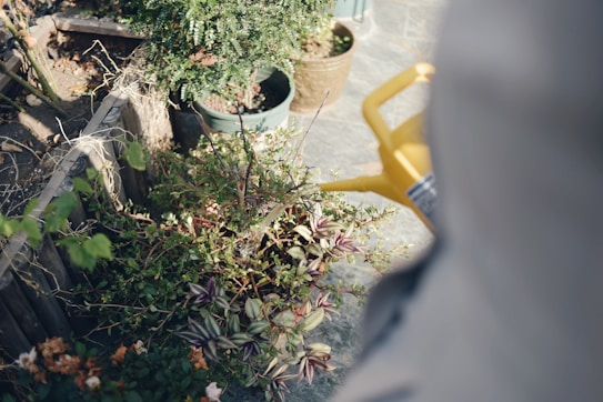 A garden scene featuring various potted plants and greenery. A person is holding a yellow watering can, pouring water onto the plants. The background includes a stone surface and wooden edges surrounding the flowerbed.