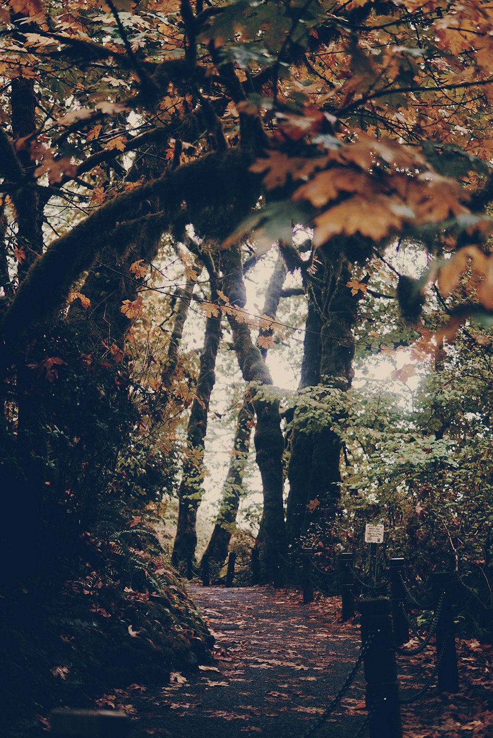 alberi a foglia d'acero