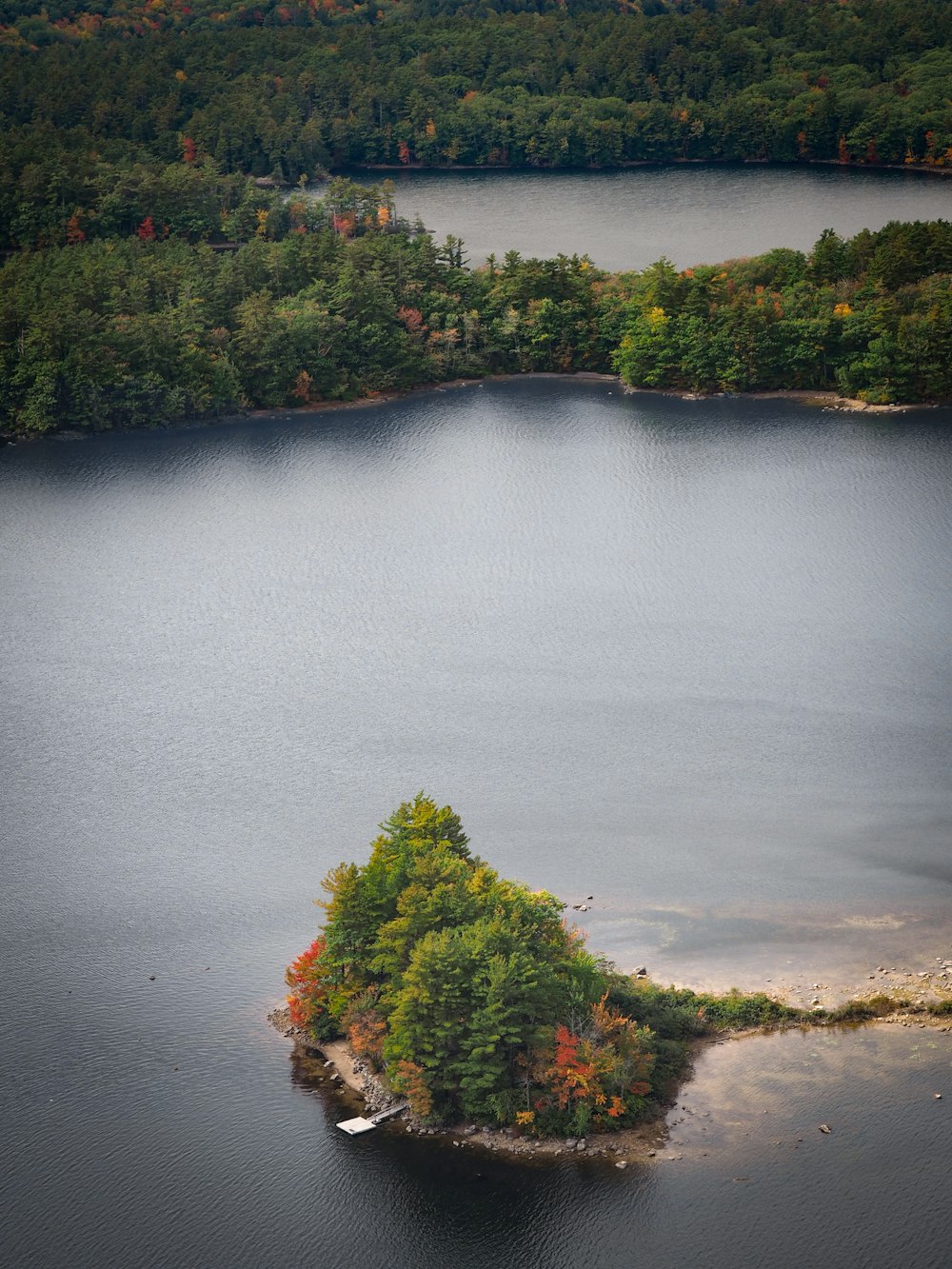 Vista aérea de árboles verdes cerca del cuerpo de agua durante el día