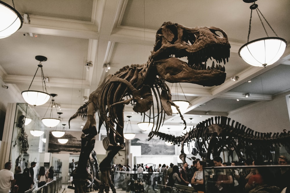 people standing besides dinosaur skeletons