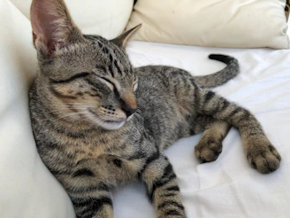 A small tabby cat napping peacefully inside a round cushioned pet bed with colorful patterns