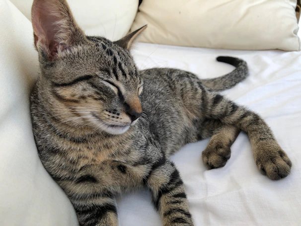 A small tabby cat napping peacefully inside a round cushioned pet bed with colorful patterns