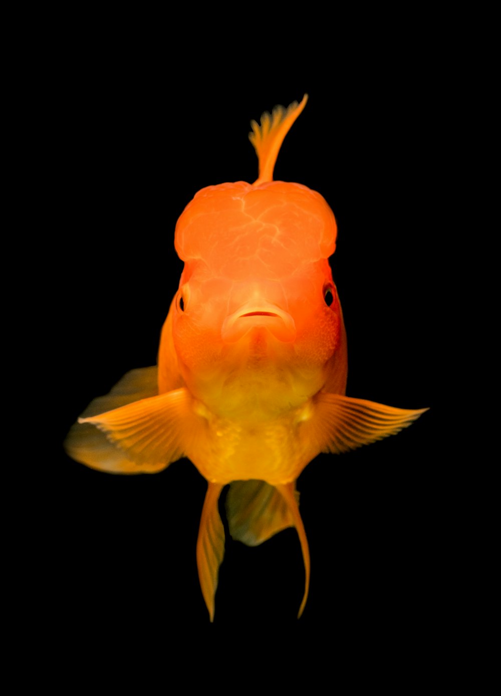 Pesce d'oro