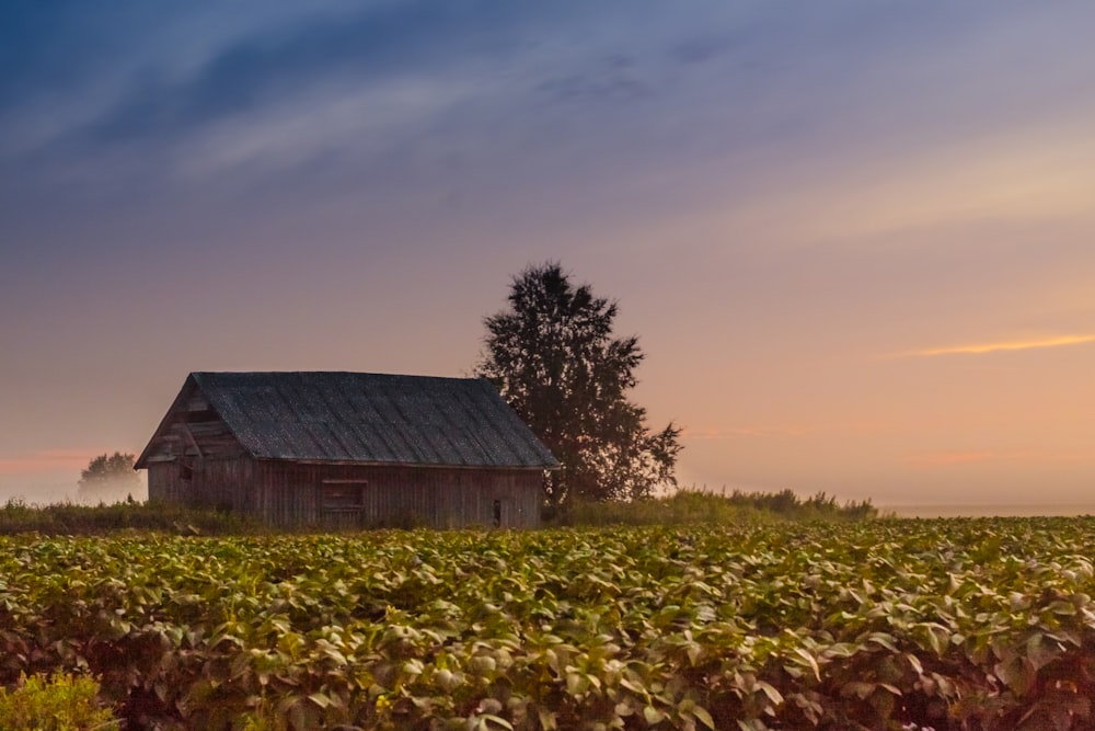 gray wooden shed