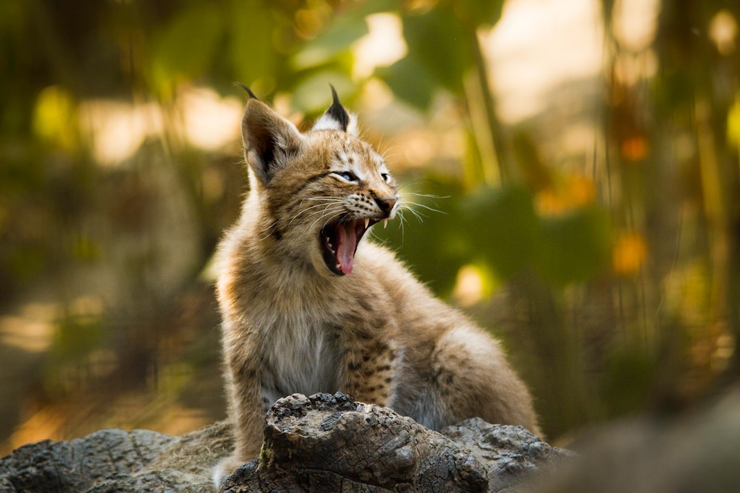 Wildlife photo spot Skærup Zoo Fredericia